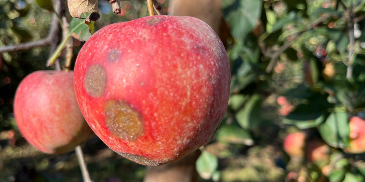 Temperature e piogge spingono la Glomerella, sotto attacco le varietà Gala e Golden